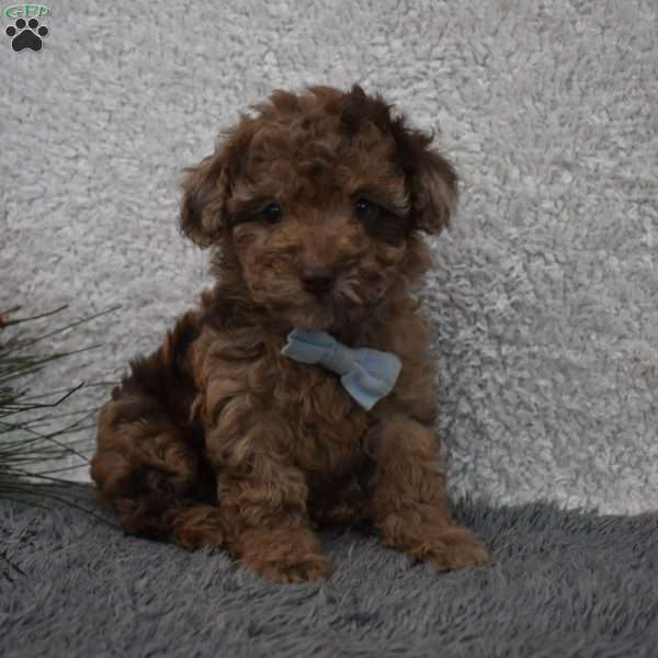 Garfield, Toy Poodle Puppy